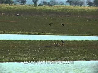 Scavenger birds collect to eat carrion