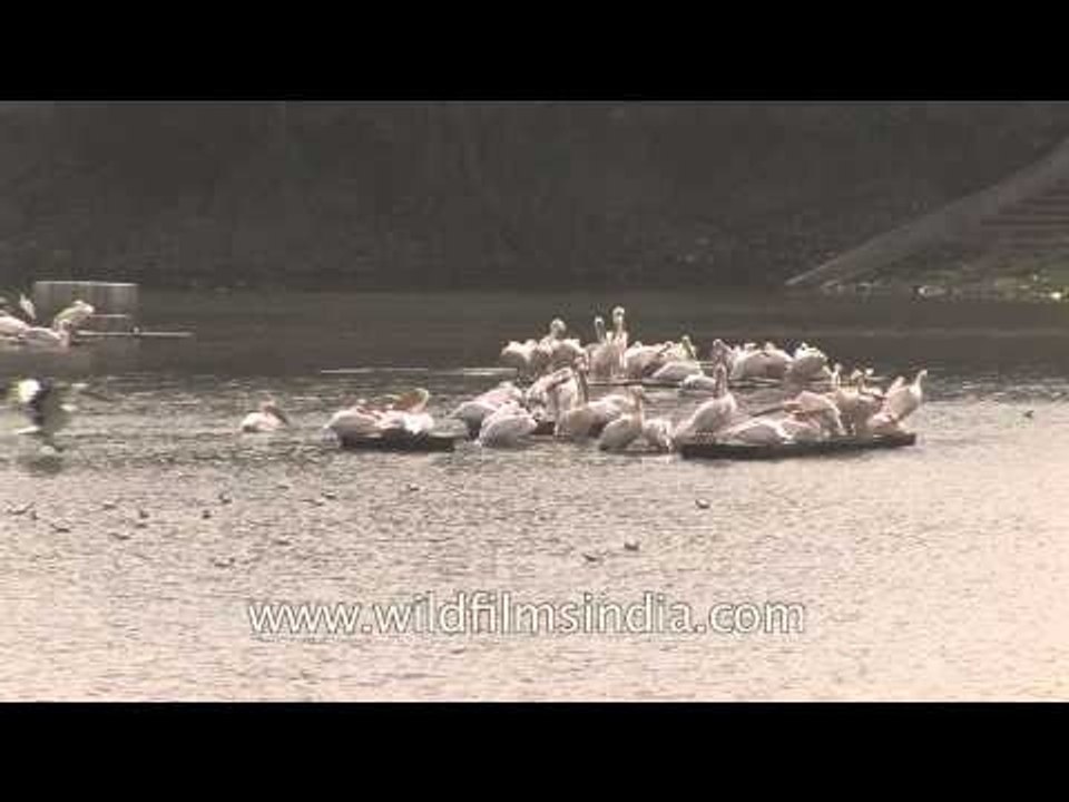 Birds of a feather - Pelicans flock together