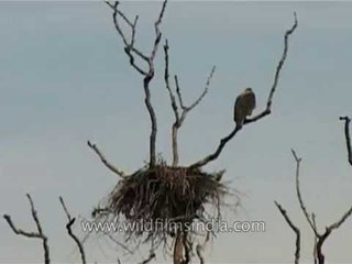 Adjutant Stork looks on while vultures eat carrion