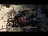 Crab on the beach of Andaman and Nicobar Islands