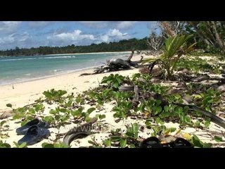 Is this the most perfect beach in India? Andaman Islands