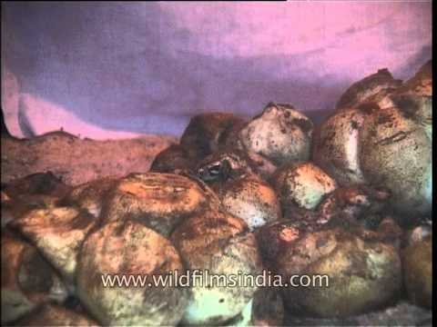 Pythons shifted to their natural habitat for their conservation