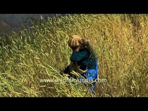 Woman harvesting crops in a field - Kumaon, Uttarakhand