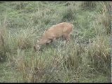 Herd of deer grazing in the fields of Kaziranga National Park