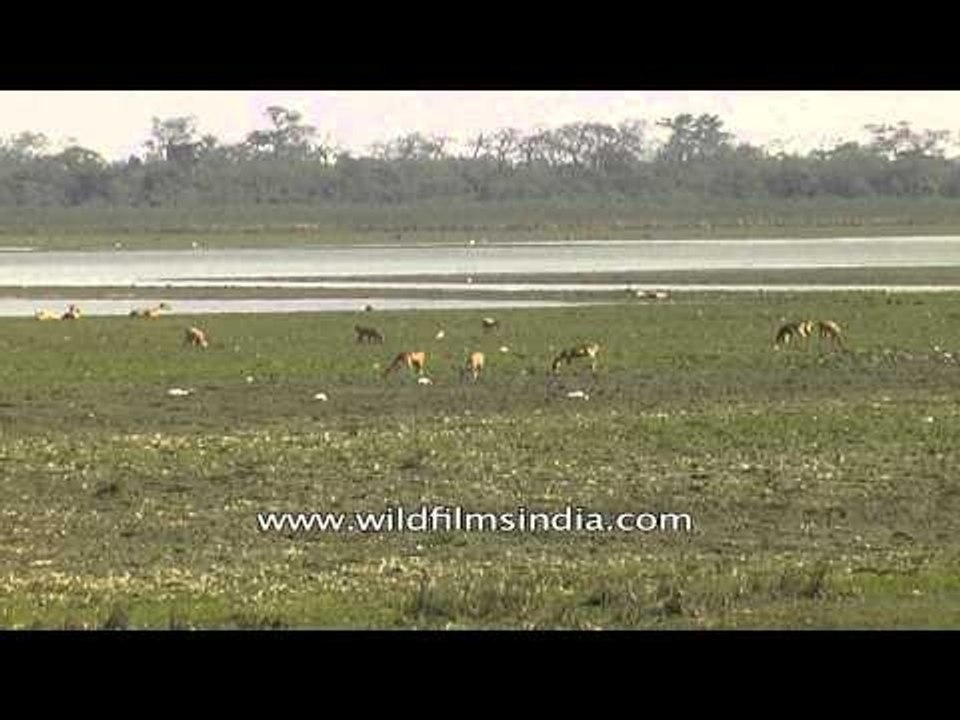 Elephants and deer: Kaziranga National Park