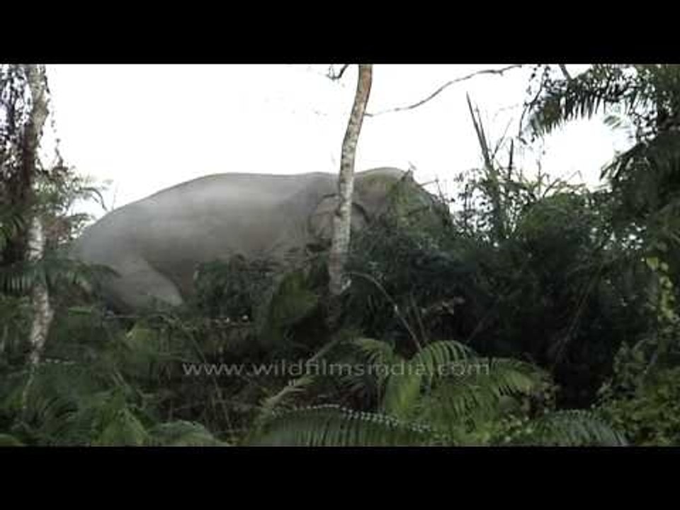 Indian elephant( Elephas maximus indicus) at Kaziranga National Park
