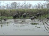 Herd of elephants crossing a river at Kaziranga National Park