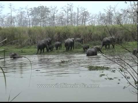 Herd of elephants crossing a river at Kaziranga National Park