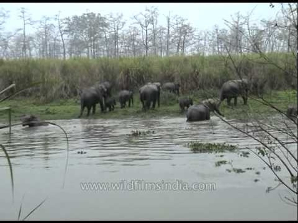 Herd of elephants crossing a river at Kaziranga National Park