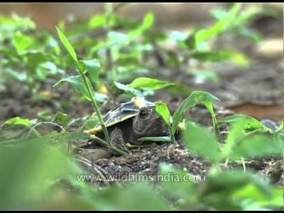 Malayan Box turtle - Assam