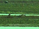 Birds eat carrion in Kaziranga National Park