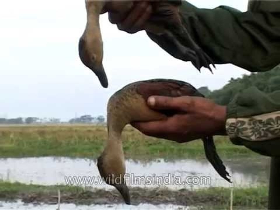 Dead ducks - ducks caught in a trap
