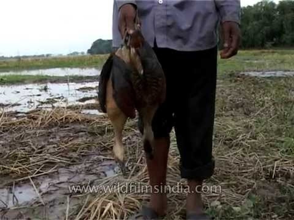 Man carries away Whistling Teal caught in a poacher's trap
