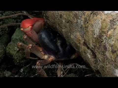Andamans and Nicobar crab 2 HDV 848 L 50 5