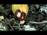 Crabs make a dry coconut shell their home - Andaman Islands
