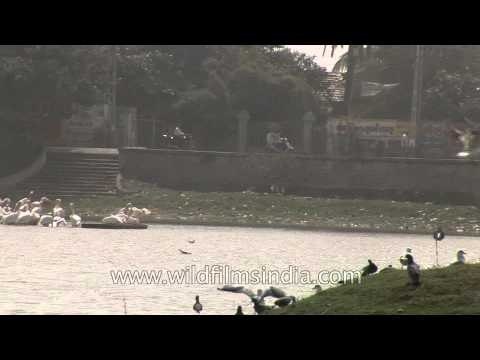 Blue Rock Pigeons, Red-wattled Lapwings and Pelicans