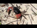 Cute little crab with orange claws - Andaman and Nicobar Islands