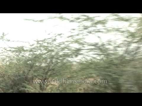 Travelling through the roads of Gurjarat