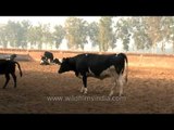 Fodder time for cows at  dairy farm in Punjab