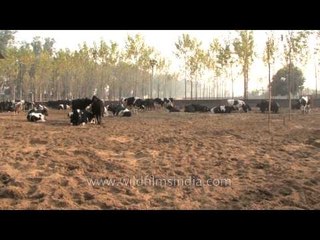Dairy cattle farm, Punjab