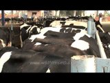 Dairy cows feed on fodder at a dairy farm, Punjab