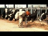 Man feed cows at a dairy farm in Punjab