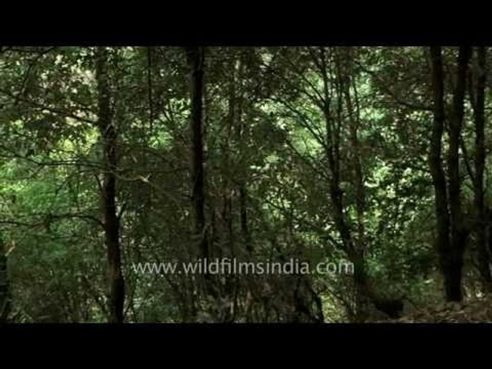 Kumaon has some fine mixed oak and cedar forests