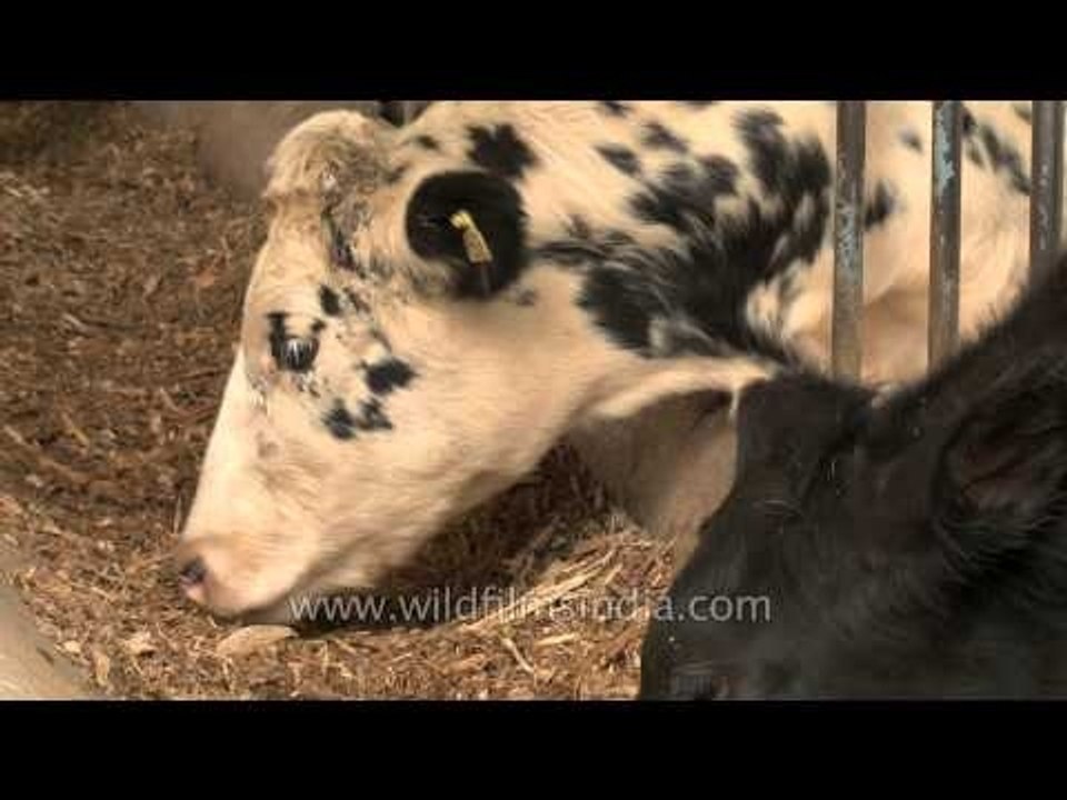 Proper feeding of cows at  Adayana Dairy farm in Punjab