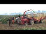 Forage harvester harvesting maize in the fields of Ludhiana