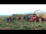Forage harvester harvest forage plants to make silage in Ludhiana