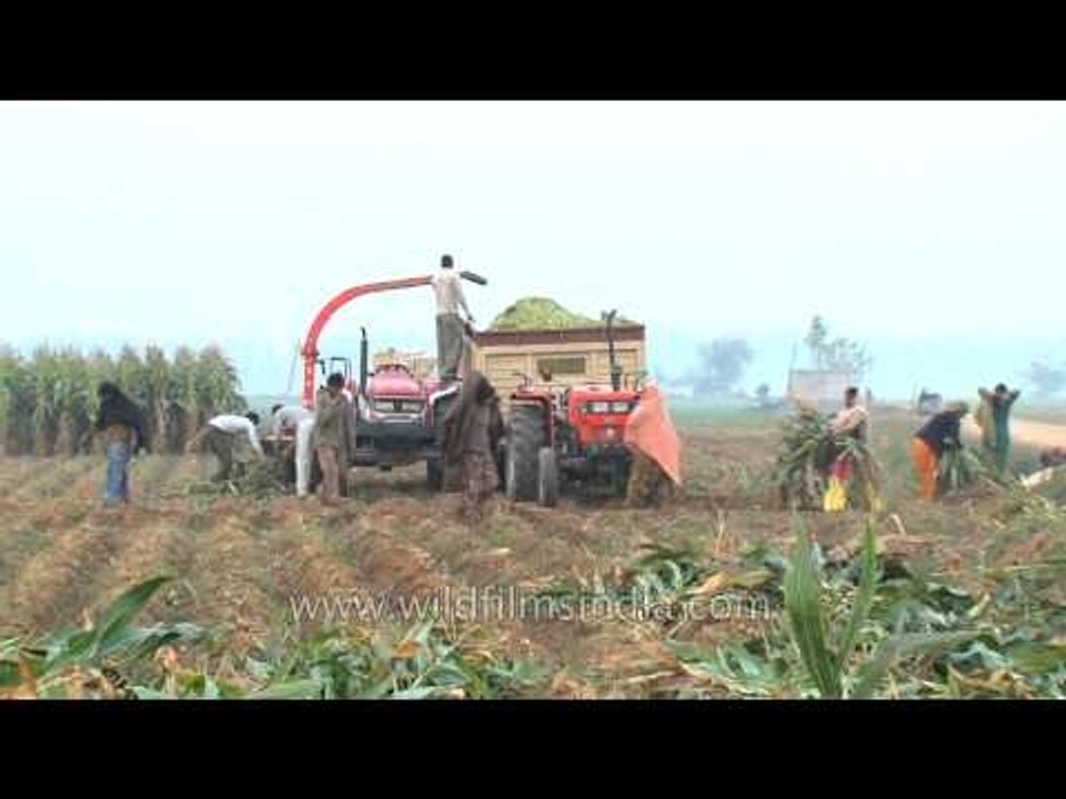 Labourers loading forager with plants to make silage