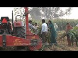 Forage harvester or Silage harvester in the fields of Ludhiana