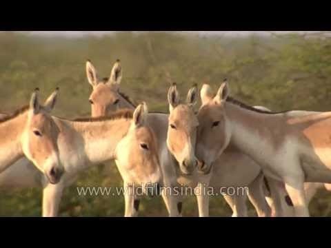 Hardy Wild Asses of the Indian Salt desert - the Rann of Kutch
