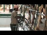 Cattle milking parlour in Punjab, India