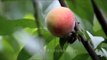 Bees steal nectar from peach orchard fruit in India