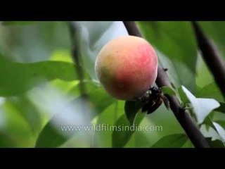 Bees steal nectar from peach orchard fruit in India