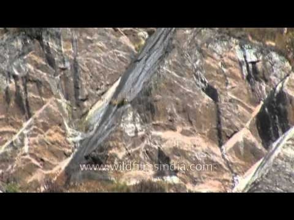 Snow Pigeons flying along a Himalayan cliff