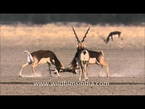 Sparring Blackbuck antelope in the Tal Chappar region of Rajasthan