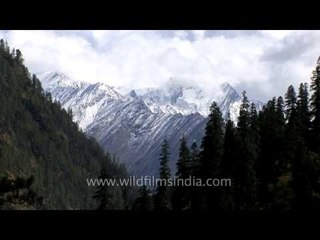 High altitude Blue Pine forest below the snow-line, Uttarakhand