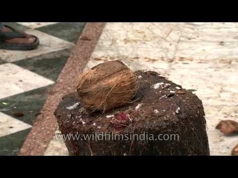 Devotees offer coconut at Naina Devi Temple, Nainital