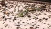 Death zone - A dying grasshopper among many dying ants