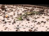Death zone - A dying grasshopper among many dying ants