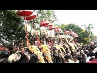 Elephants with decorative golden headwear in Kerala