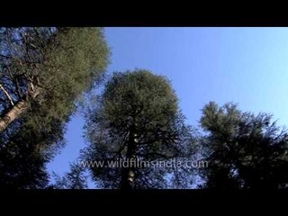 Temple in the middle of Deoban Forest
