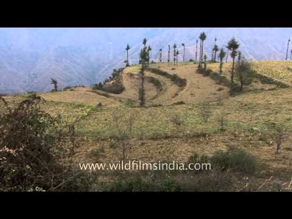 Very old Deodar forest and agricultural fields of Chakrata
