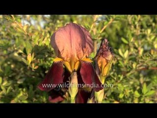 These purple Irises open before your eyes