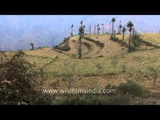 Heavily lopped deodar trees around Chakrata fields