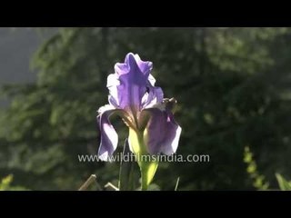 Bearded Iris in full bloom