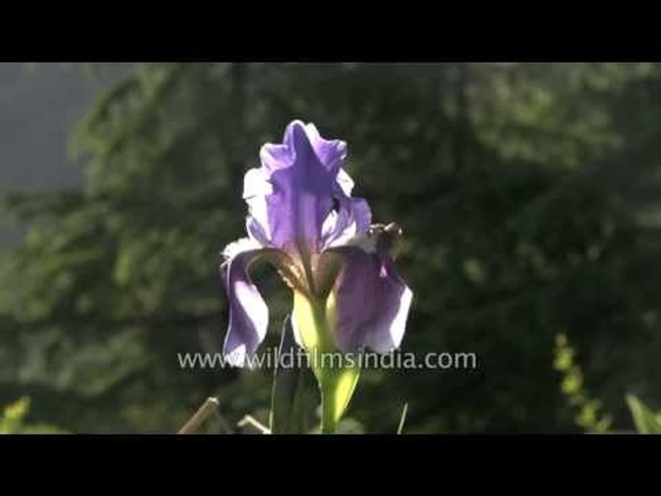 Bearded Iris in full bloom