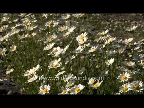 Daisies, daisies and more daisies in the Himalaya